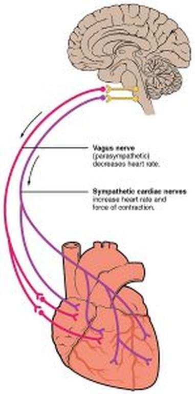 Parasympathetic activation with improved vagus nerve stimulation ...