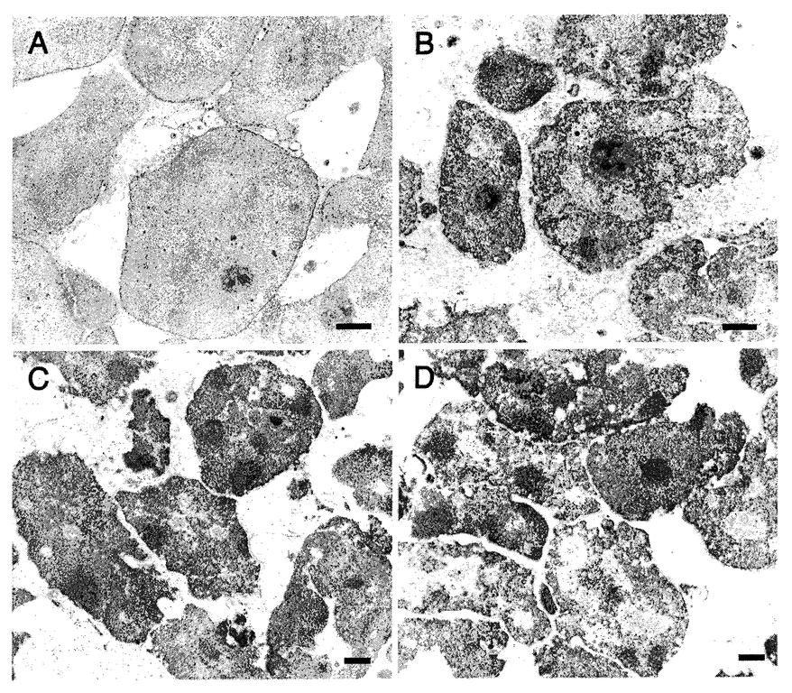 Isolating purified, intact nuclei from cell samples TechLink